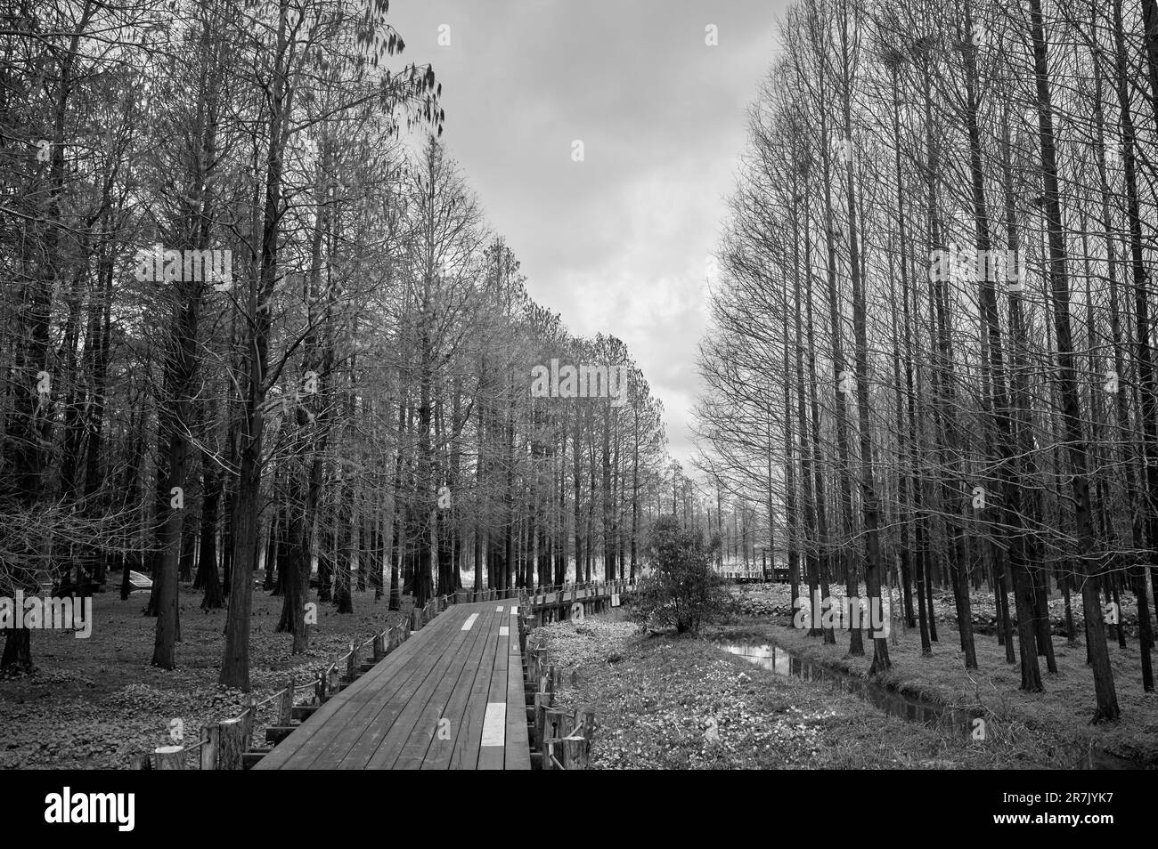 Une passerelle en bois à l'échelle de l'échelle des nuances s'étendant sur un marais luxuriant et tranquille Banque D'Images