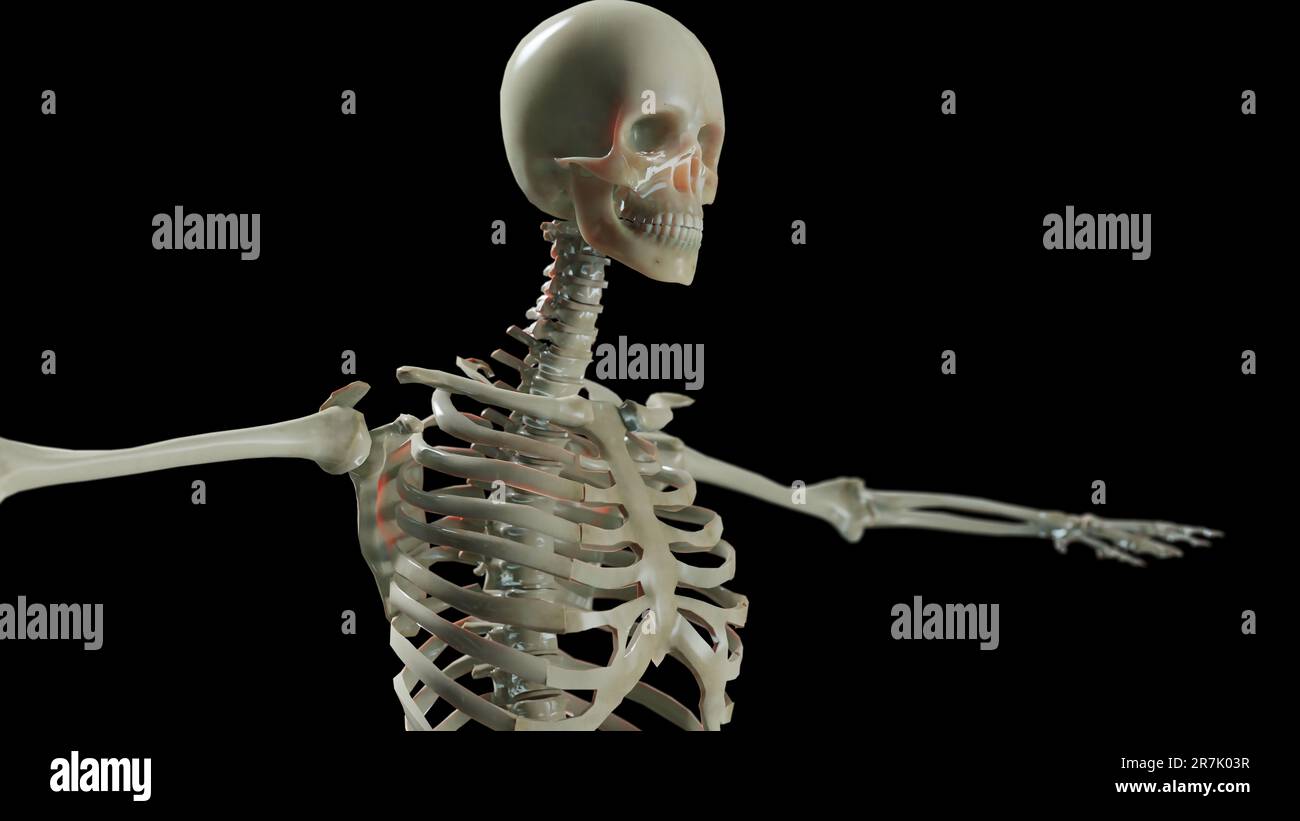 Anatomie du squelette masculin humain. médical précis, fond noir, rendu 3d. Banque D'Images
