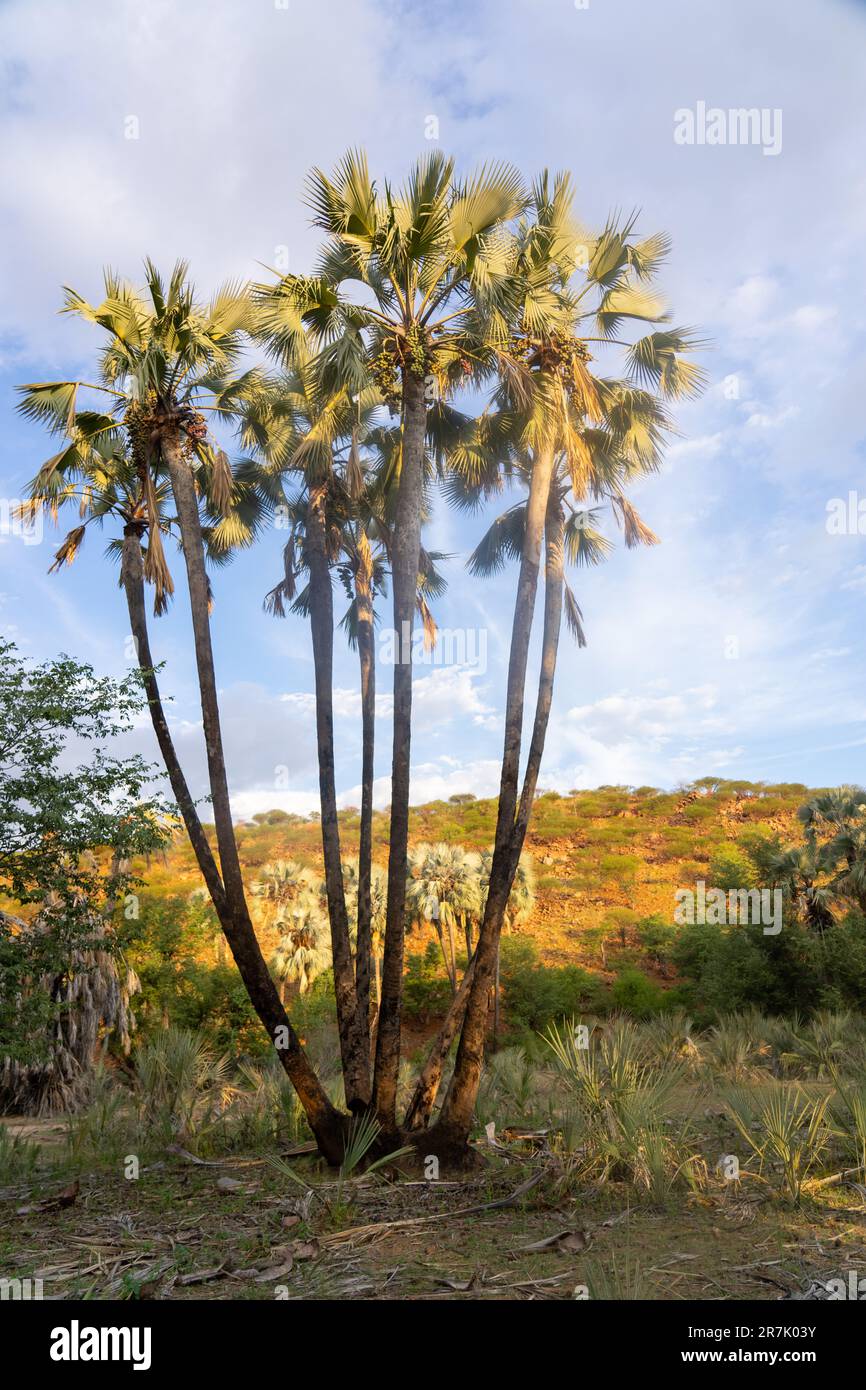 Palmiers de Doum à Epupa tombe la rivière Cunene en Namibie à la frontière avec l'Angola Banque D'Images