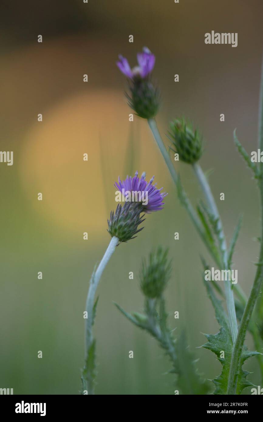 Centaurea nigra est une espèce de plante à fleurs de la famille des Asteraceae connue sous les noms communs de petite race, de petite race, de mauvaise herbe noire. a Banque D'Images