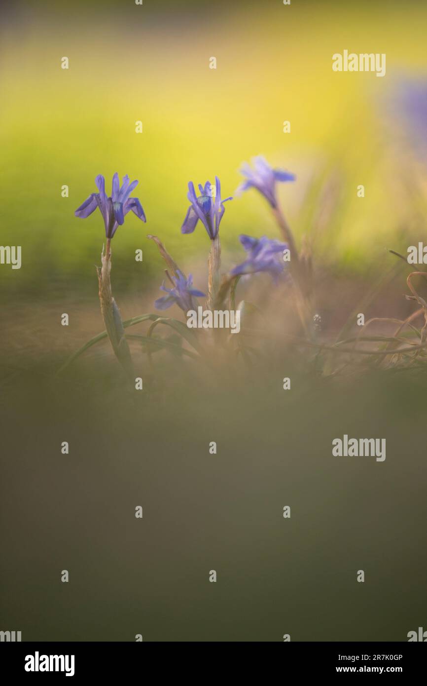 Iris bleu ou noix de Barbarie, (syn. De Moraea sisyrinchium. Gynandriris sisyrinchium) a photographié en Israël en mars un iris nain, du genre Moraea, nativ Banque D'Images