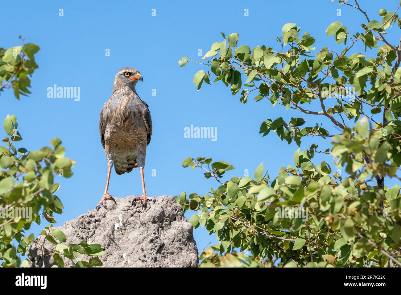 Chant pâle autour des palombes (Melierax canorus) se percher dans un arbre. Cette plante carnivore bird-of-prey vit dans la savane et bushlands du sud et de l'Est Banque D'Images