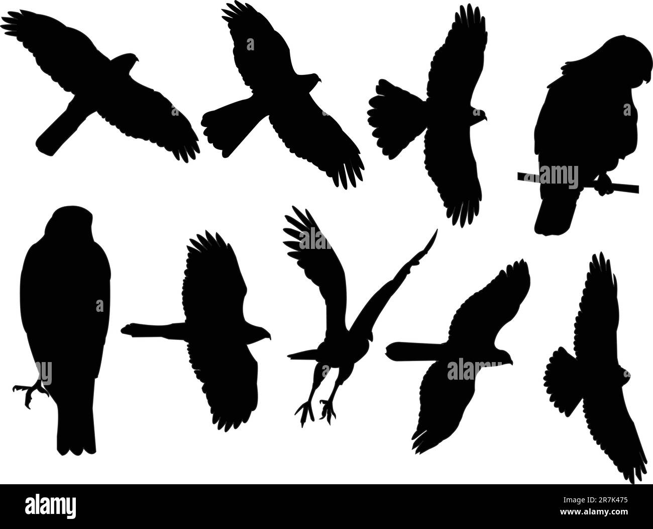 collection sparrowhawks - vecteur Illustration de Vecteur