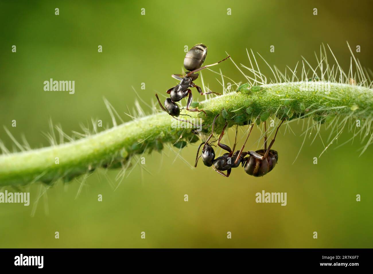Deux fourmis avec une colonie de petits pucerons verts sur une tige horizontale d'une plante Banque D'Images