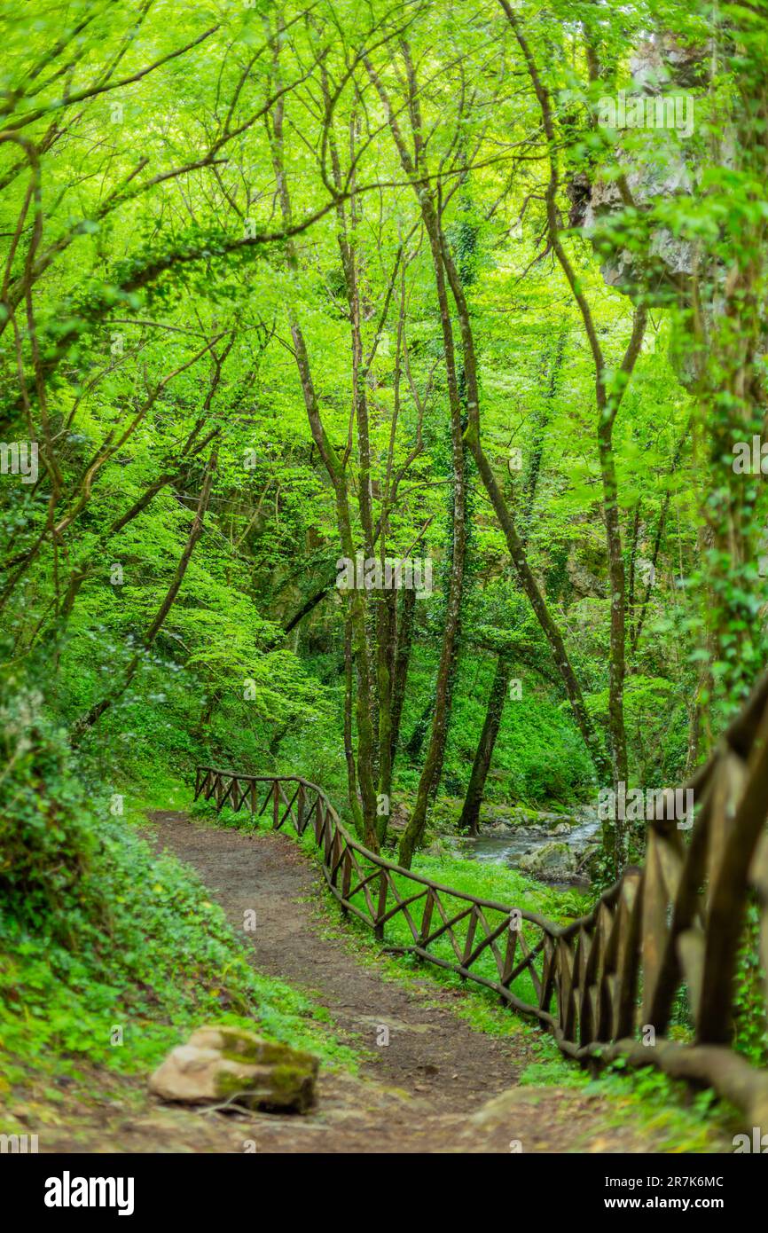 Sentier dans la forêt, Tuorno, Savoia di Lucania, Basilicate, Italie Banque D'Images
