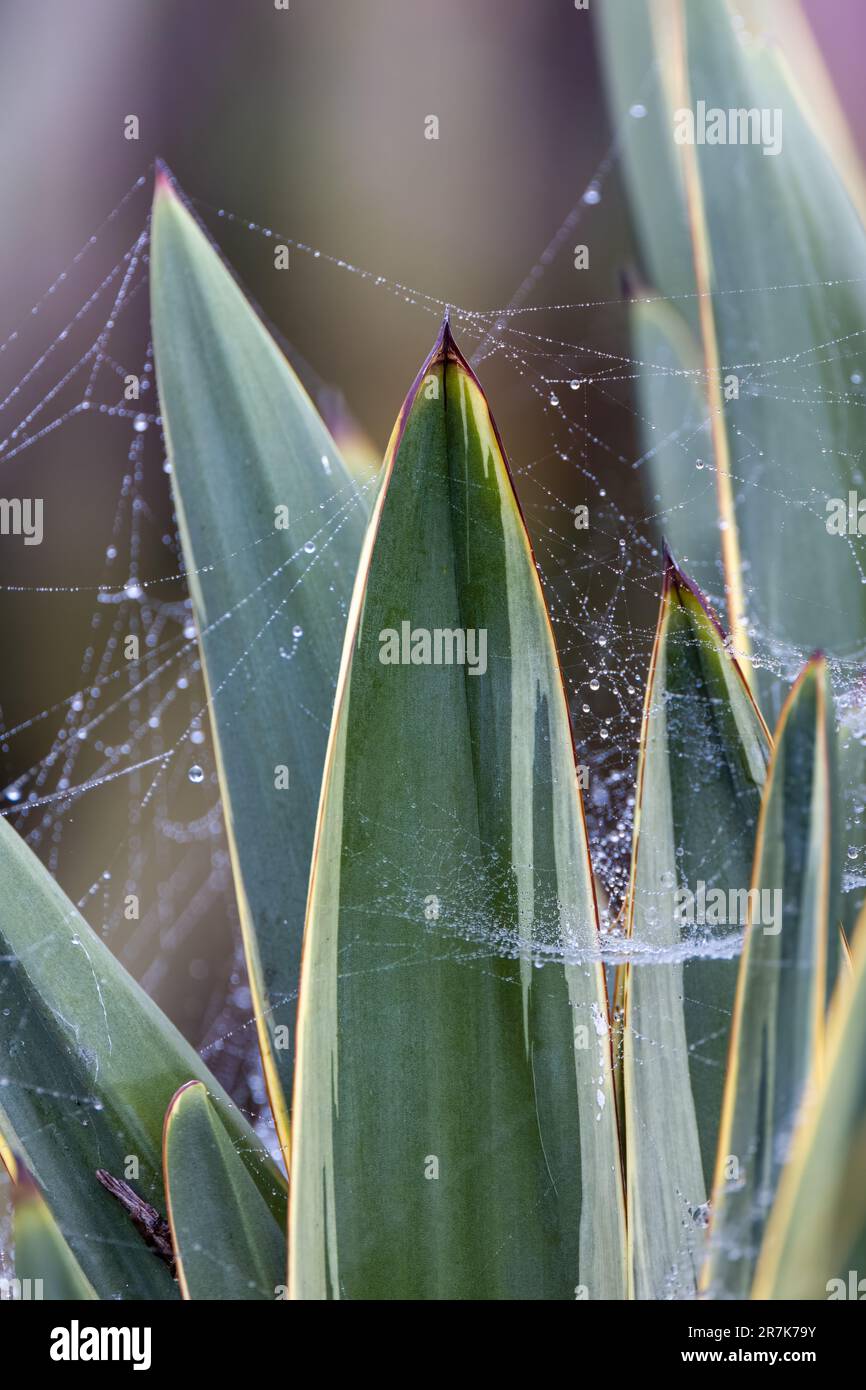 Plan vertical d'une toile d'araignée humide délicatement tissée entre les feuilles d'une plante agave Banque D'Images