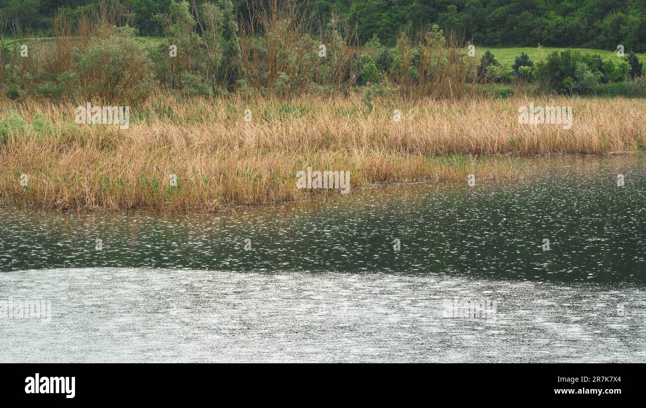 Lac dans une forêt. lac et roseaux paysage naturel idyllique. Gouttes de pluie sur un lac. Mise au point sélective incluse Banque D'Images