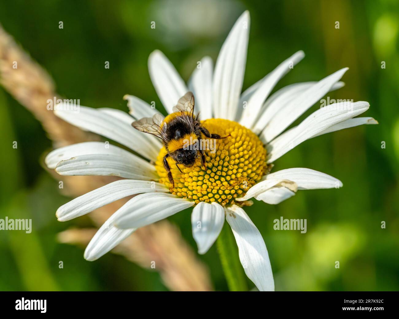 bumblebee sur daisy macro-shot Banque D'Images