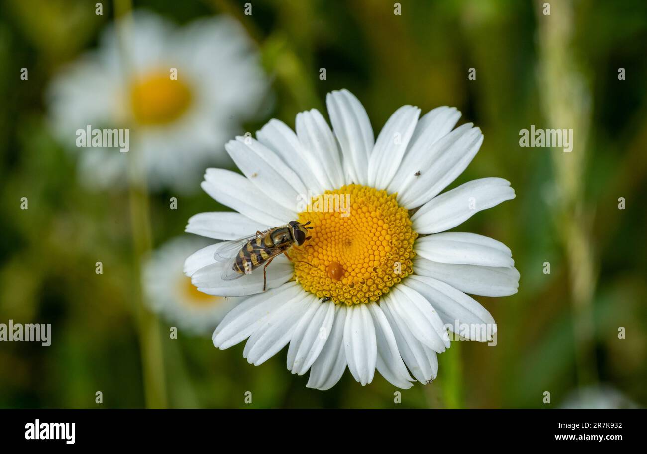 abeille sur la camomille dans le jardin Banque D'Images