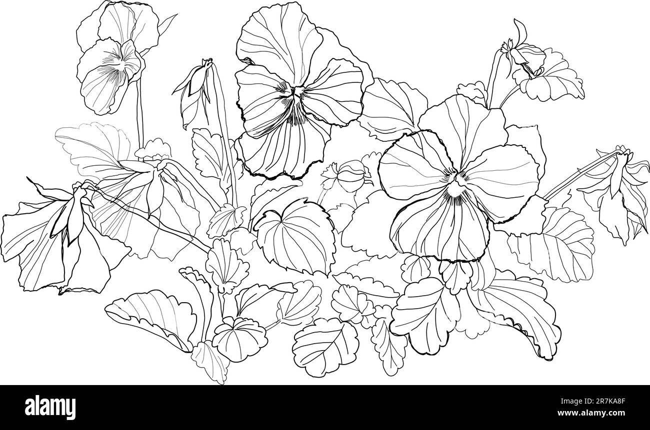 fleurs de alto dessinant sur fond blanc Illustration de Vecteur