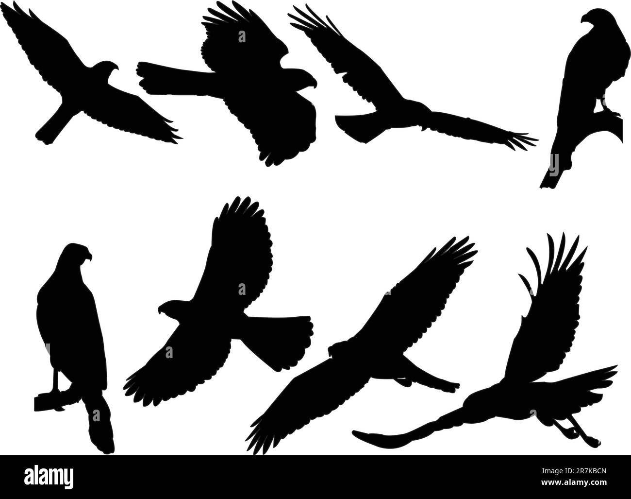 collection de silhouettes goshawk - vector Illustration de Vecteur