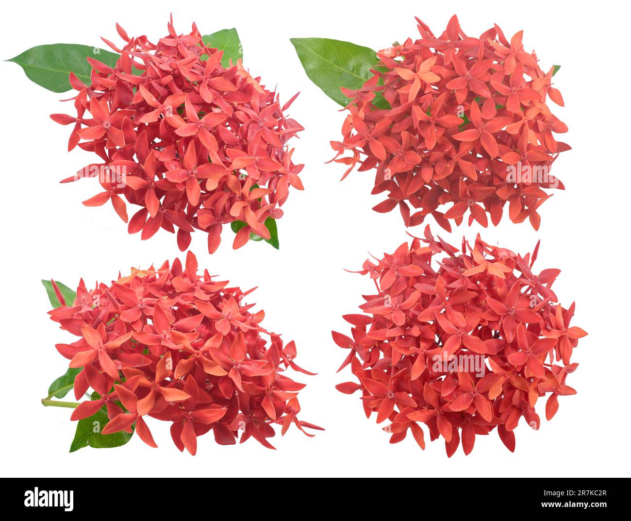 L'établissement Aroma flower isolated on white background Banque D'Images L'établissement Aroma flower isolated on white background Banque D'Images