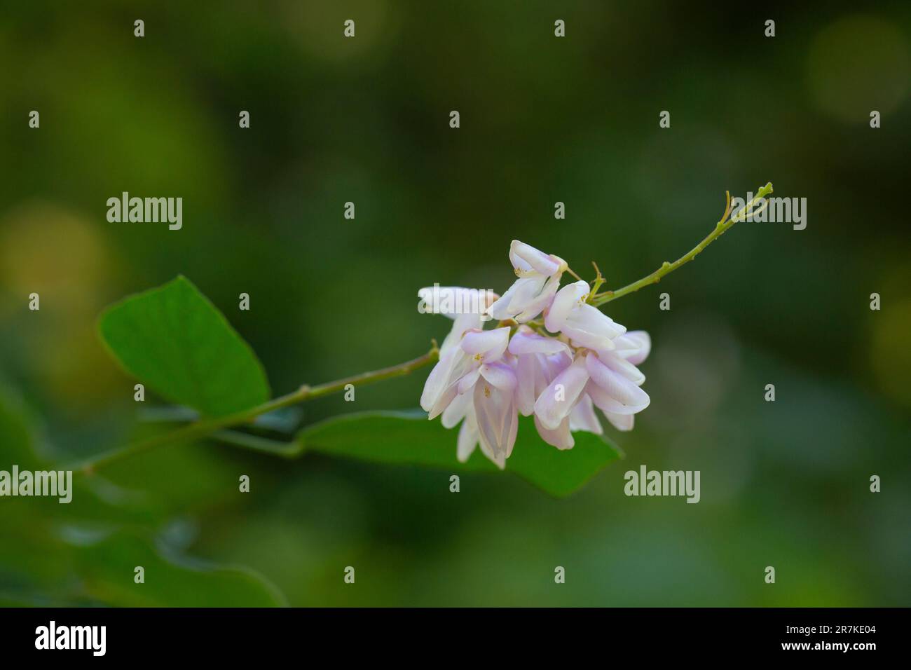 Robinia viscosa, Albizia julibrissin, foyer sélectif de floraison Banque D'Images