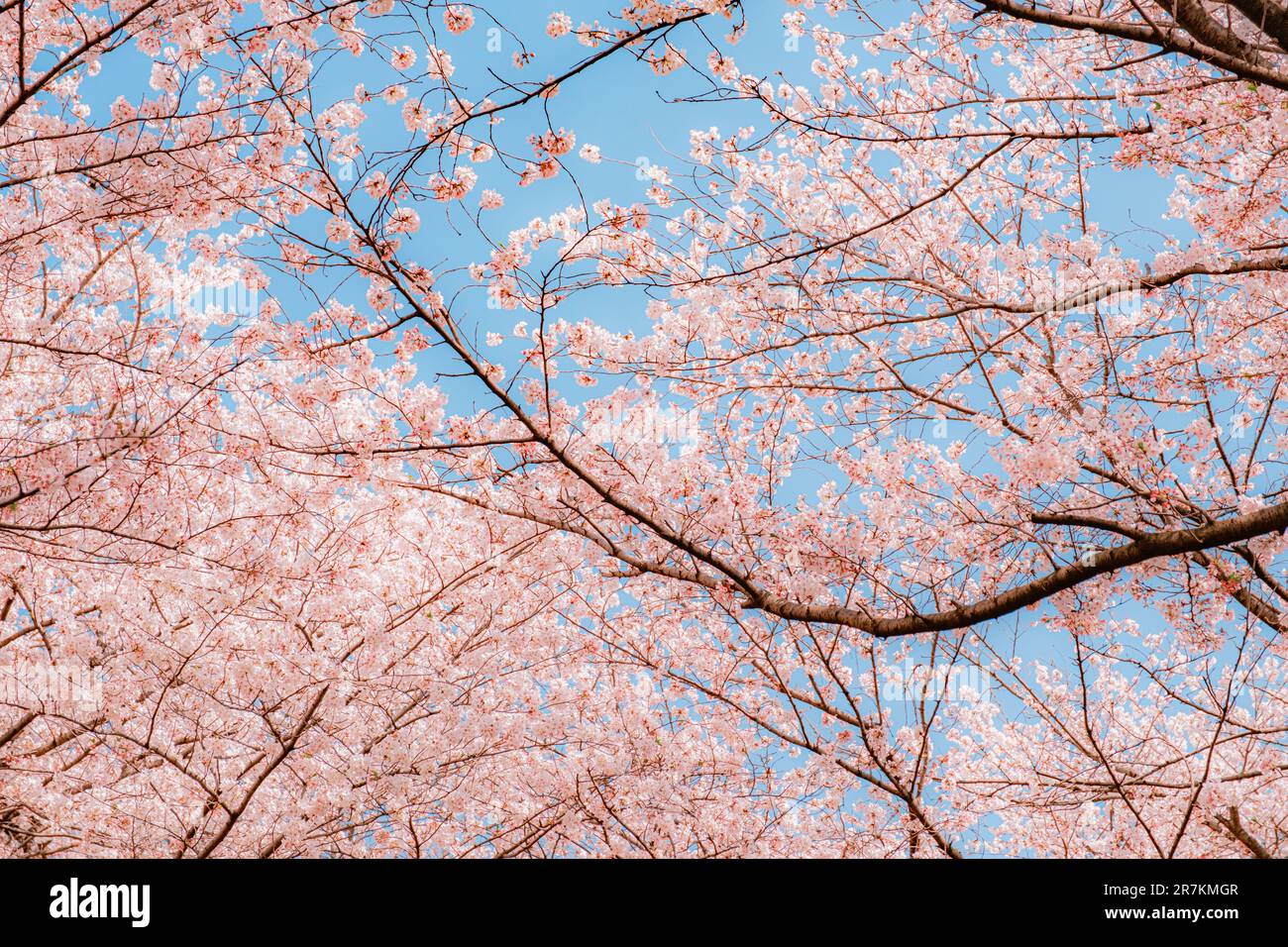 Belles branches de cerisiers en fleurs avec fond bleu ciel, au printemps, Japon Banque D'Images