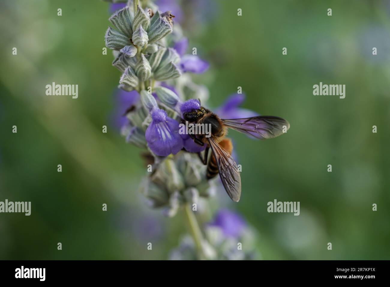 Harmonie avec la nature : Honey Bee et créations de la nature Banque D'Images