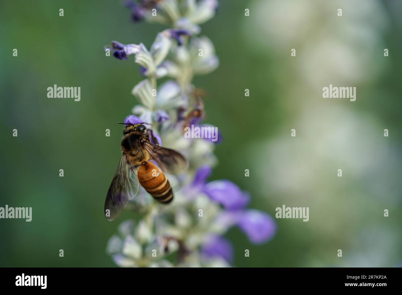 Harmonie avec la nature : Honey Bee et créations de la nature Banque D'Images