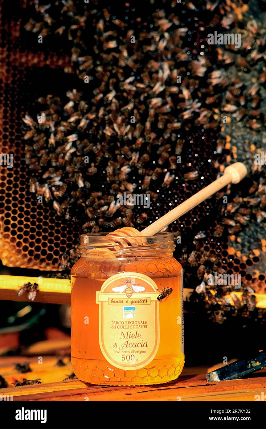 Italie Veneto Abano terme - miel de beekeping biologique Banque D'Images