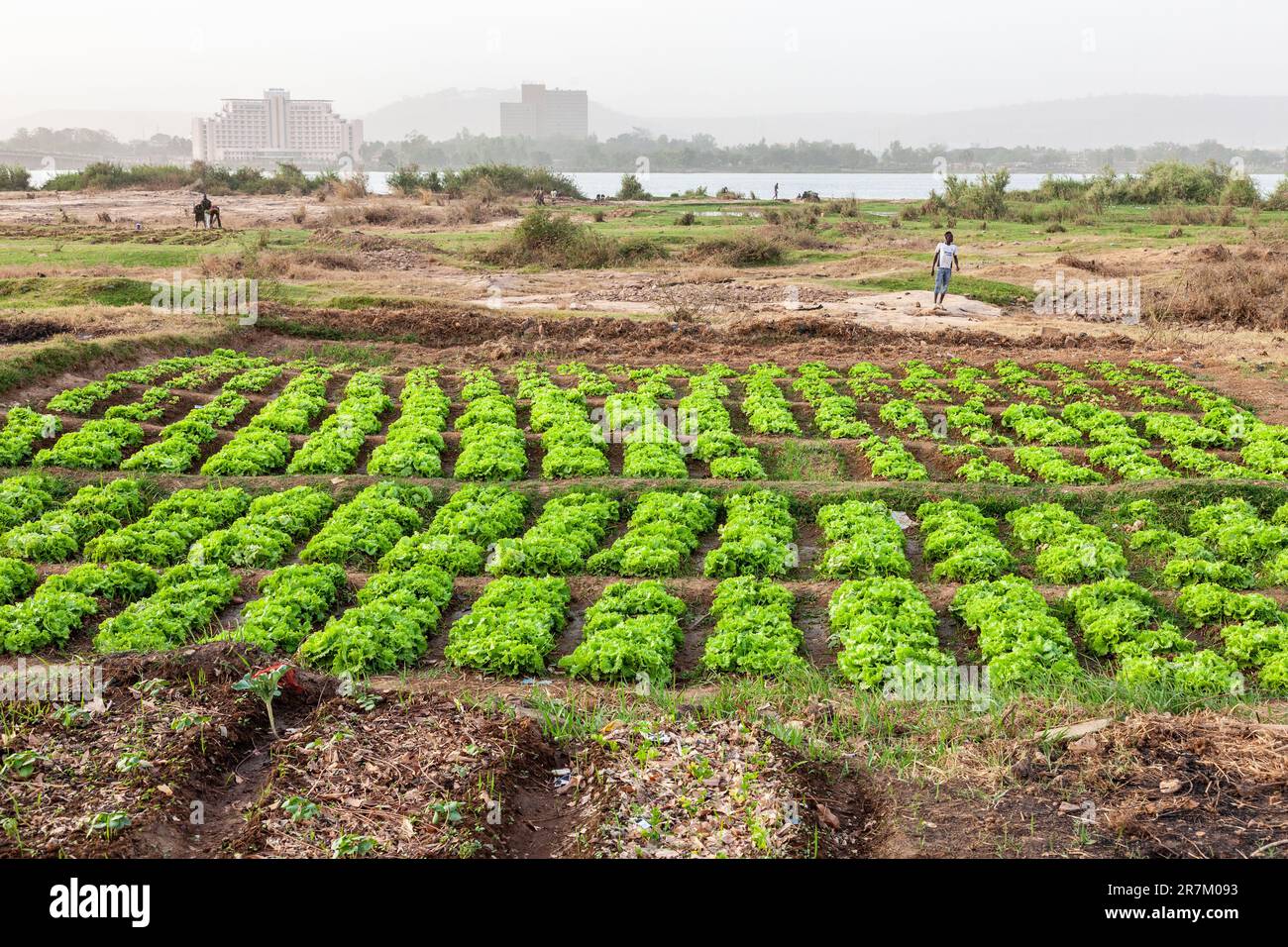 Un potager sur une rive du fleuve Niger à Bamako, Mali. Banque D'Images