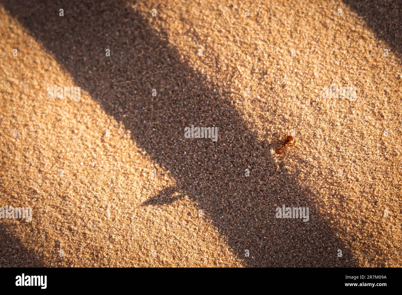 Un fourmis traverse une dune de sable lors d'une journée venteuse près de Horizon City, Texas, à l'est d'El Paso. Banque D'Images