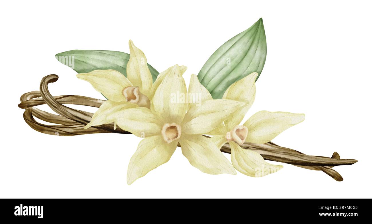 Fleur de vanille avec bâtons et feuilles vertes. Aquarelle Illustration dessinée à la main de la fleur d'orchidée jaune et des gousses sur fond blanc isolé. Dessin d'ingrédients pour la cuisson d'huiles d'épices ou d'arômes. Banque D'Images