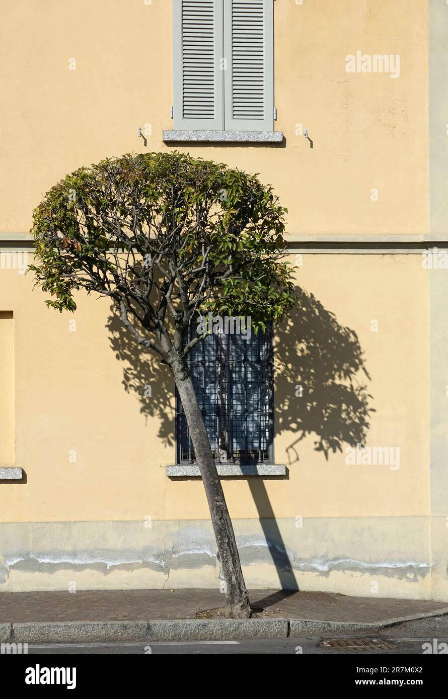arbre incliné avec ombre sur un mur avec fenêtre à volets Banque D'Images