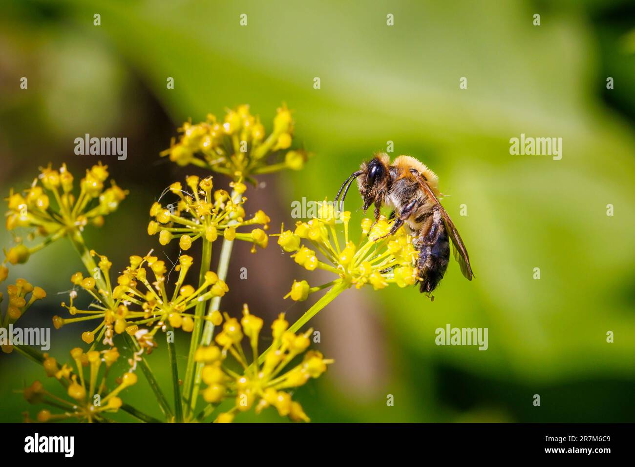 Une abeille rouge Mason (Osmia bicornis) sur des bractées jaunes de Smyrnium perfoliatum (Perfoliate alexanders) dans un jardin de Surrey, au sud-est de l'Angleterre Banque D'Images