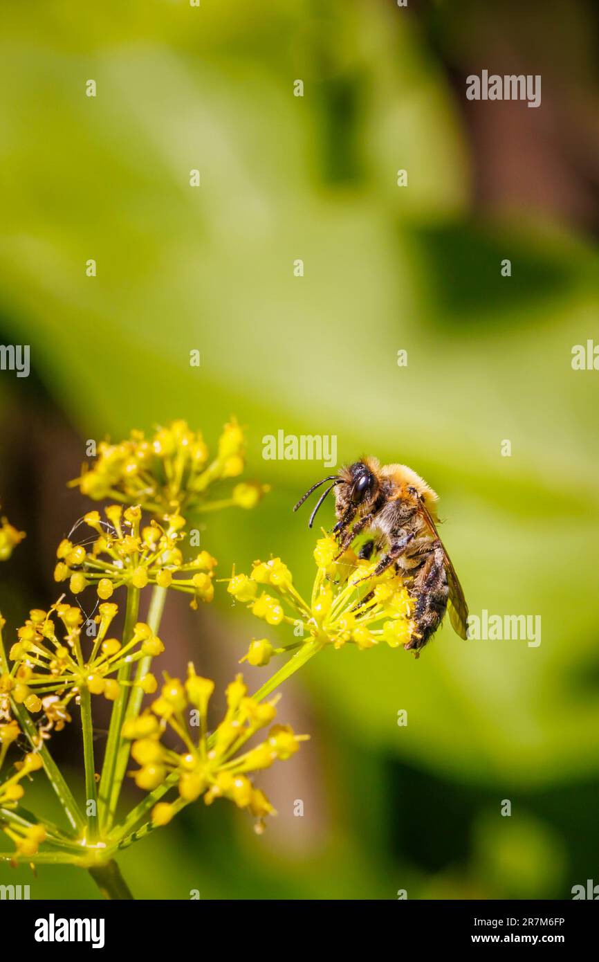 Une abeille rouge Mason (Osmia bicornis) sur des bractées jaunes de Smyrnium perfoliatum (Perfoliate alexanders) dans un jardin de Surrey, au sud-est de l'Angleterre Banque D'Images