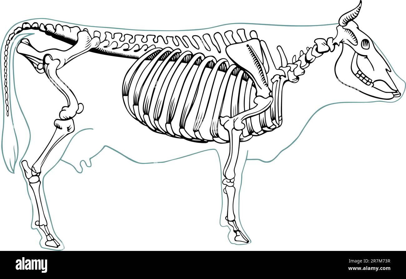 Squelette de vache sur blanc Illustration de Vecteur