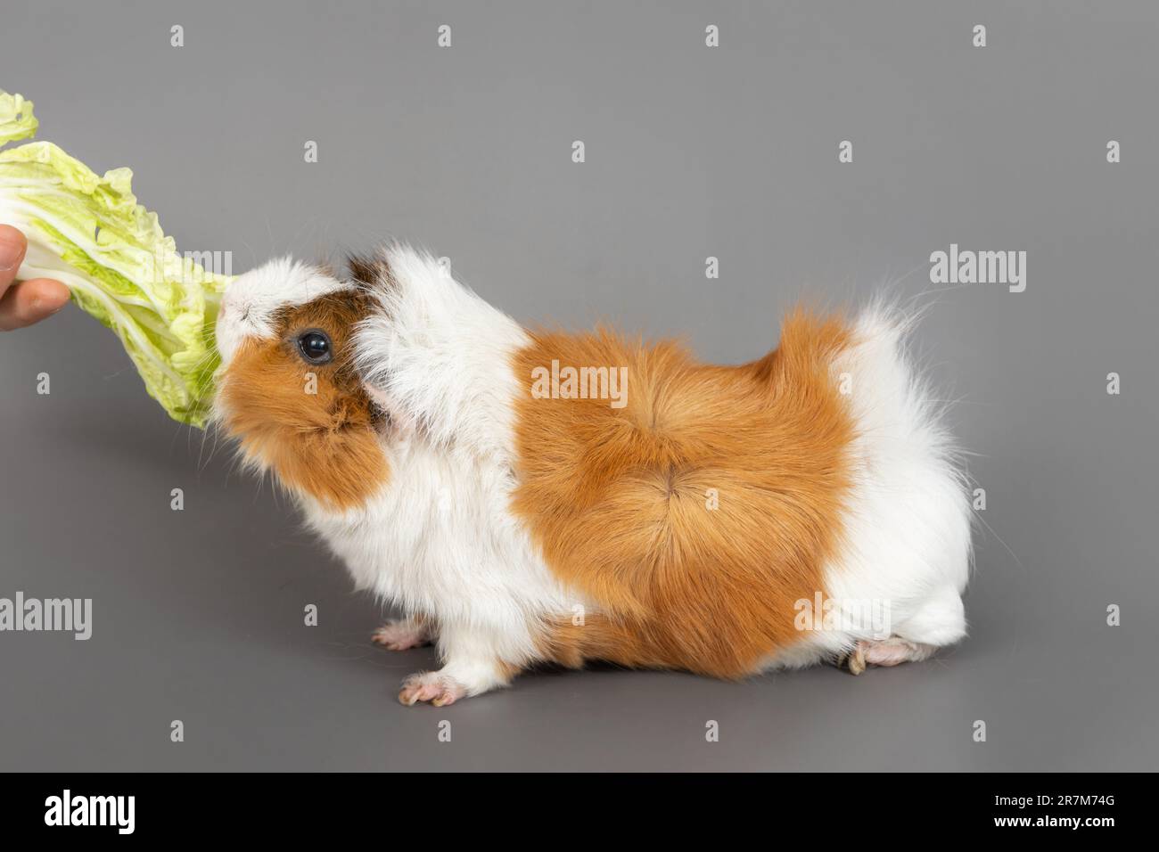 Rosette de cobaye sur fond gris. Mignon petit rongeur cobaye mangeant le  chou sur fond coloré Photo Stock - Alamy