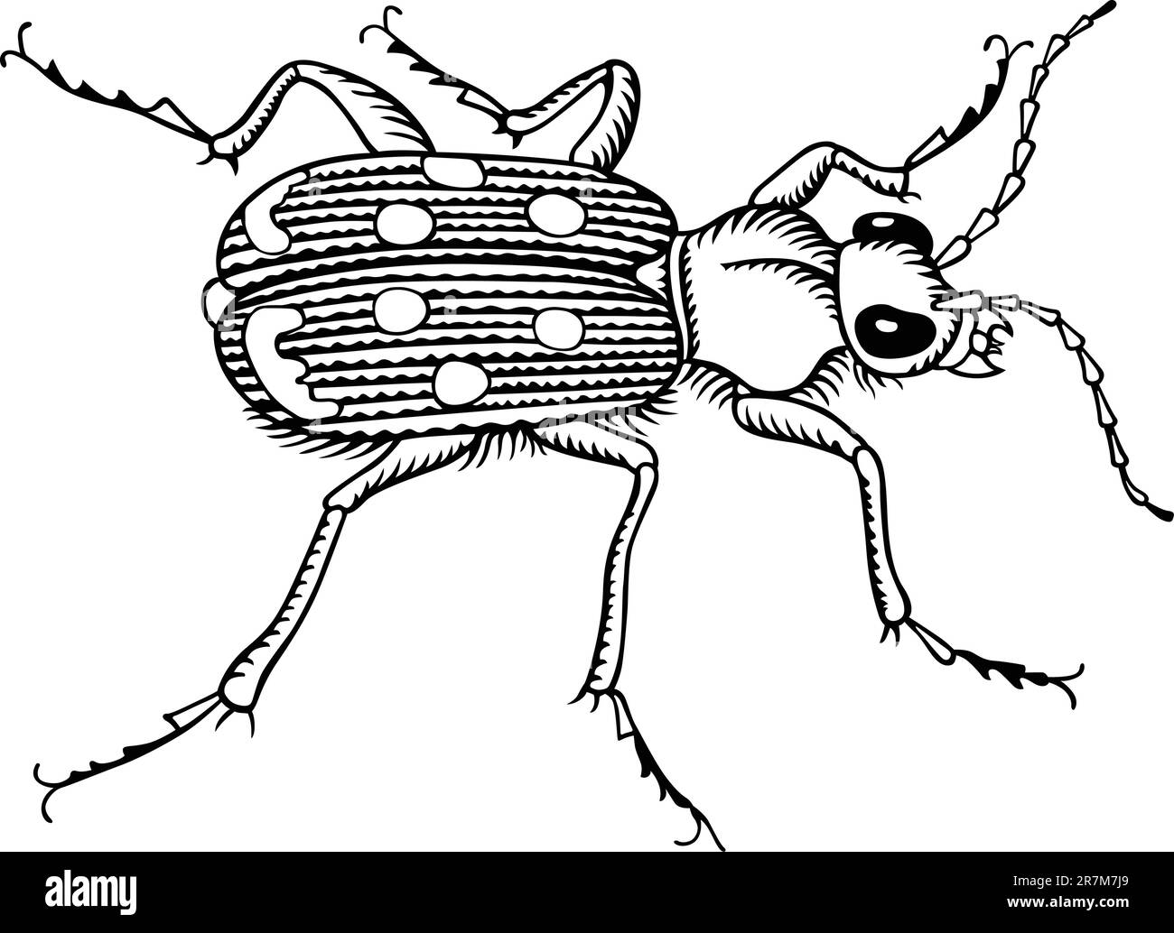 Insecte sur blanc Illustration de Vecteur