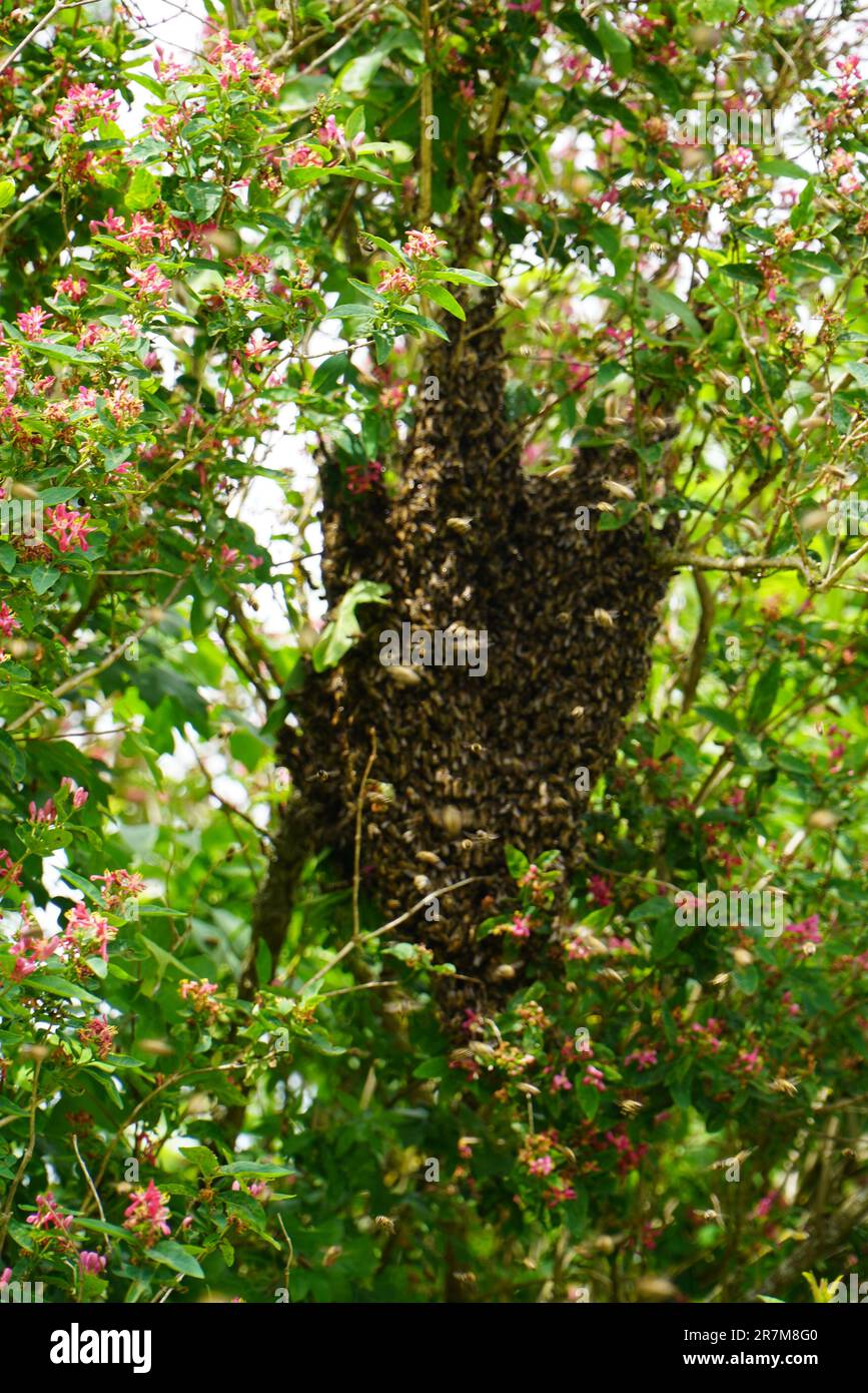 Essaim d'abeilles accrochées dans un arbre Banque D'Images
