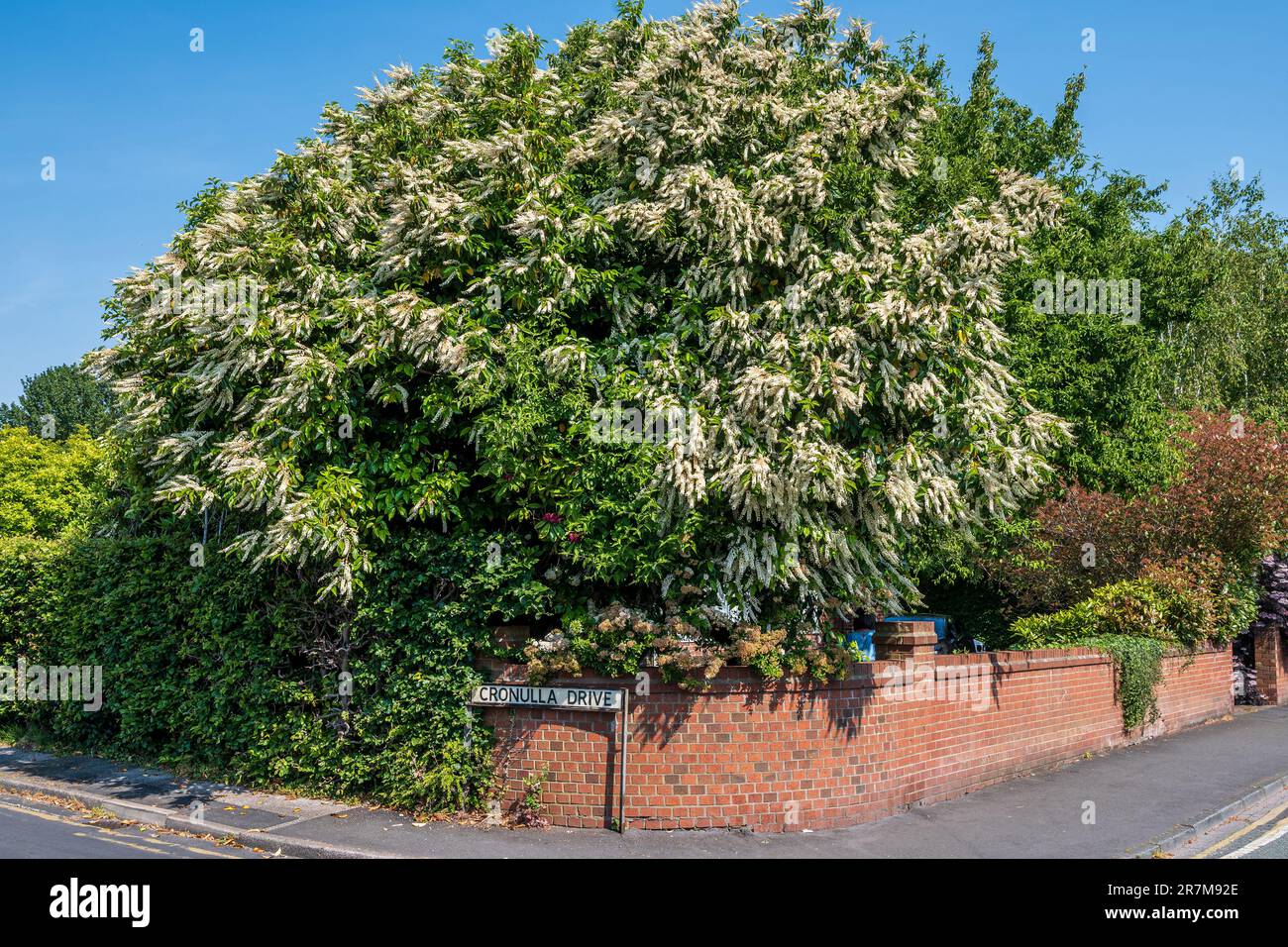 Laurier portugais en pleine floraison. Banque D'Images