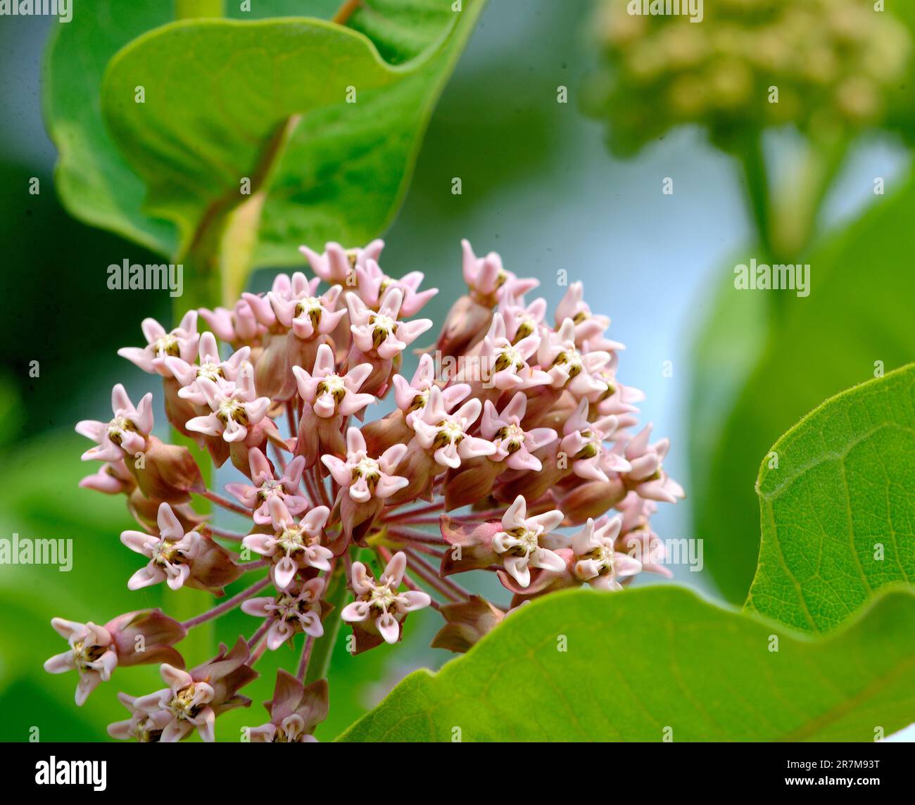 La fleur de l'asclépias syriaca Banque D'Images