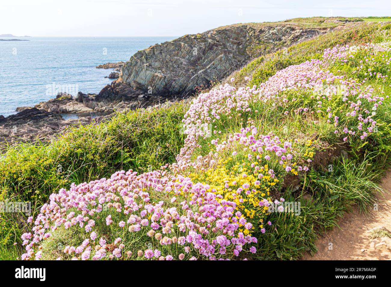 Des roses de mer (thrift) fleurissent à St Justins, sur la péninsule de St David, Pembrokeshire, pays de Galles, Royaume-Uni. Banque D'Images