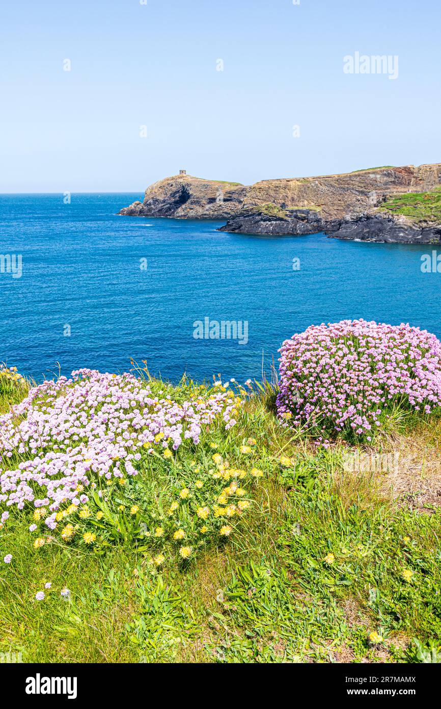 Des roses de mer (thrift) fleurissent sur les falaises d'Abereiddy Bay, sur la péninsule de St David, Pembrokeshire, pays de Galles, Royaume-Uni. Banque D'Images