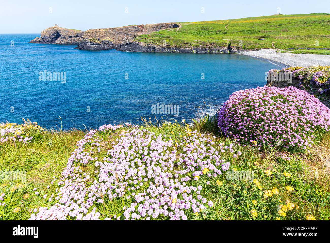 Des roses de mer (thrift) fleurissent sur les falaises d'Abereiddy Bay, sur la péninsule de St David, Pembrokeshire, pays de Galles, Royaume-Uni. Banque D'Images