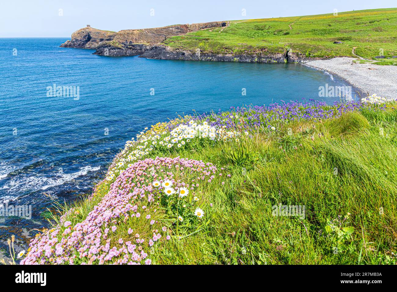 Des roses de mer (thrift), des pâquerettes et des cloches de bœuf fleurissent sur les falaises d'Abereiddy Bay, Pembrokeshire, pays de Galles, Royaume-Uni. Banque D'Images