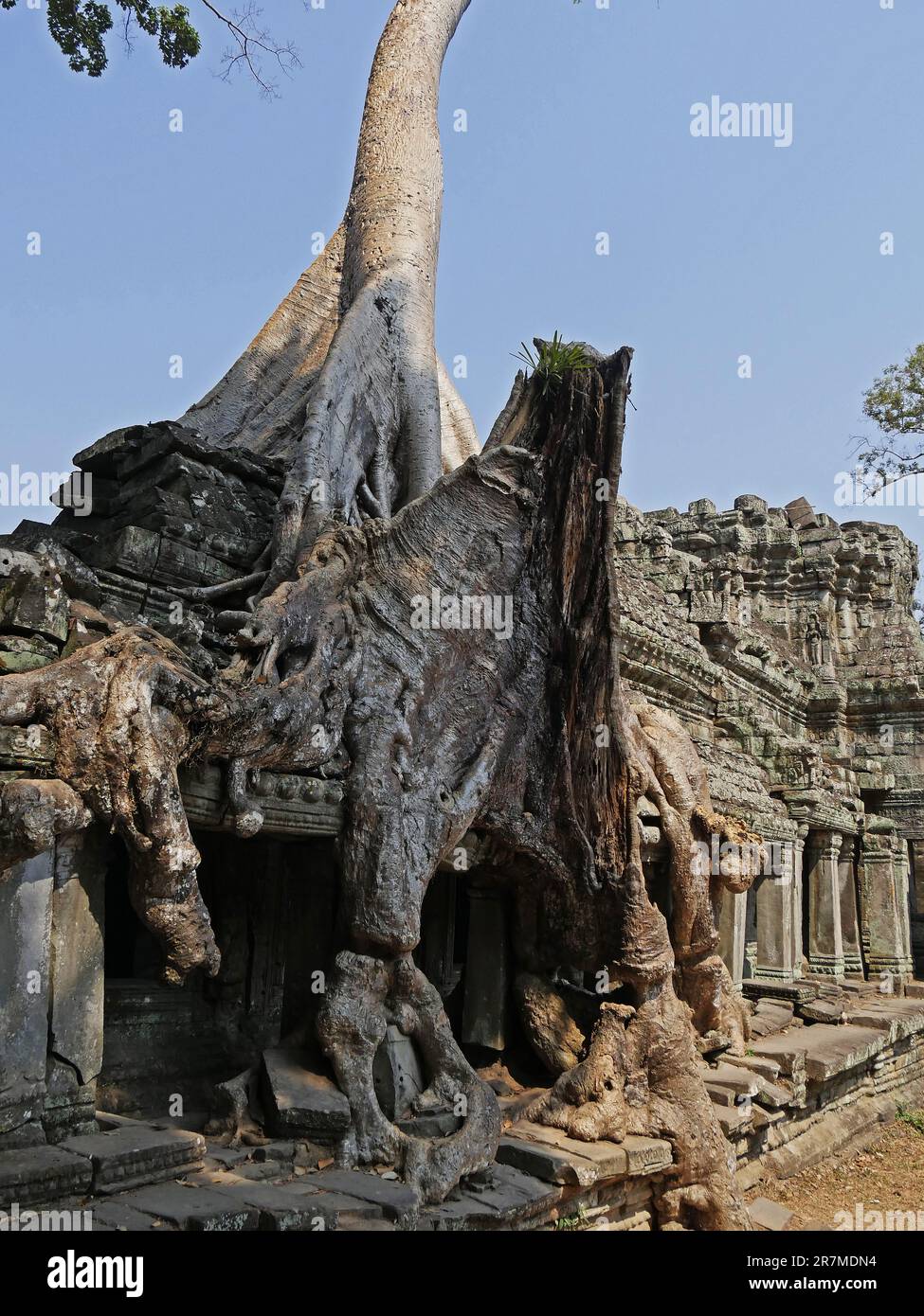 Temple Preah Khan, province de Siem Reap, site du complexe du Temple d'Angkor classé au patrimoine mondial de l'UNESCO en 1192, construit en 1191 par le roi Jayavarman VII, Banque D'Images