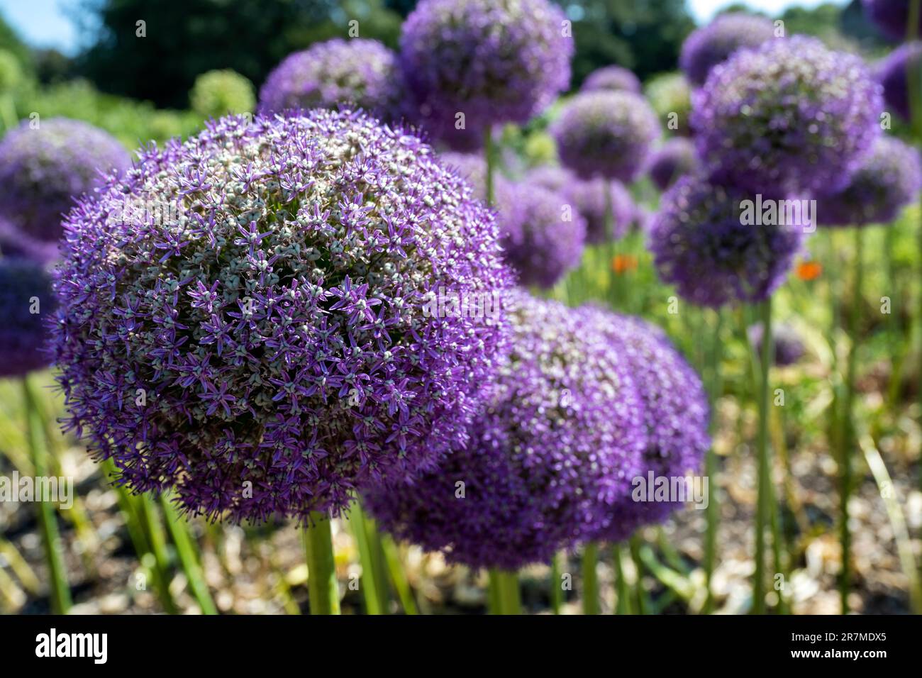 Photographie attrayante d'une bordure de jardin pleine de fleurs Allium, Hampshire, Angleterre, Royaume-Uni Banque D'Images