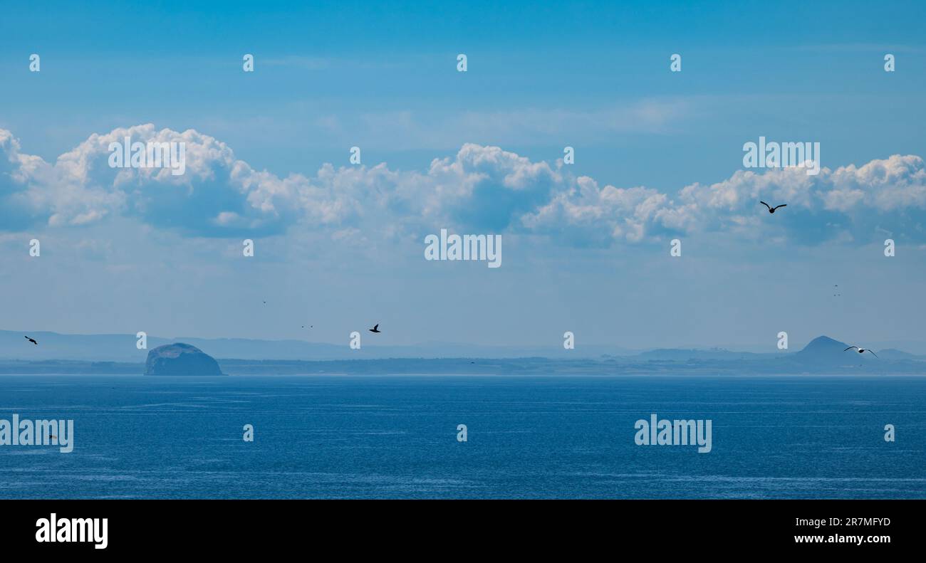 Firth of Forth, Écosse, Royaume-Uni, 16th juin 2023. Météo au Royaume-Uni: Journée chaude et ensoleillée sur les îles d'oiseaux de mer: Une vue floue vers Bass Rock et la loi de Berwick de l'île de mai avec des macareux volant dans le ciel. Crédit : Sally Anderson/Alay Live News Banque D'Images