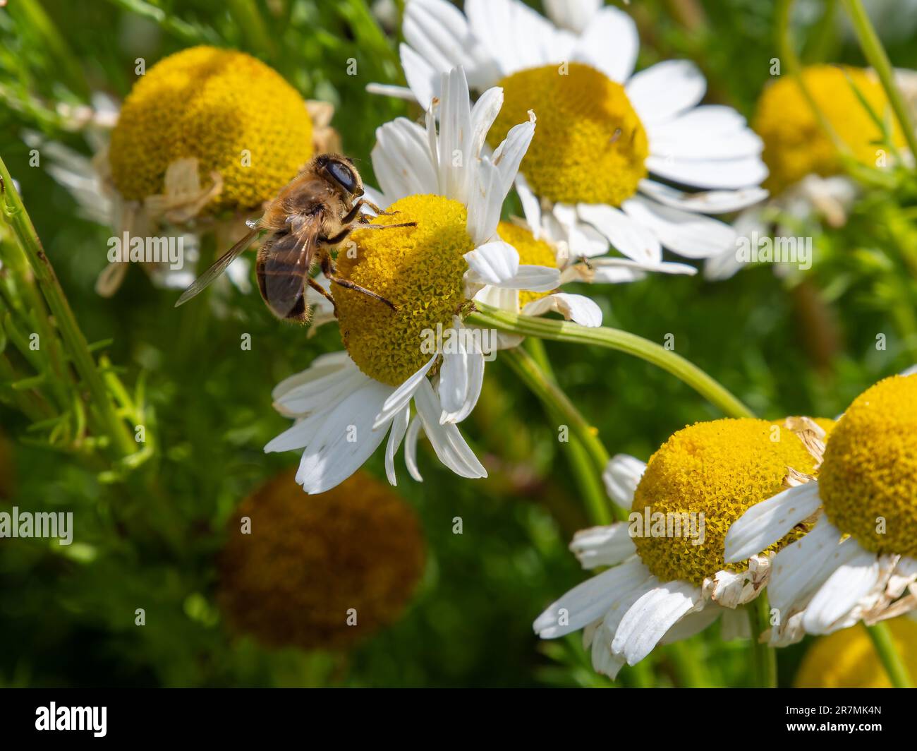Une petite abeille recueille le pollen d'une fleur de camomille blanche un jour d'été. Abeille perchée sur une fleur de pâquerette blanche. Banque D'Images