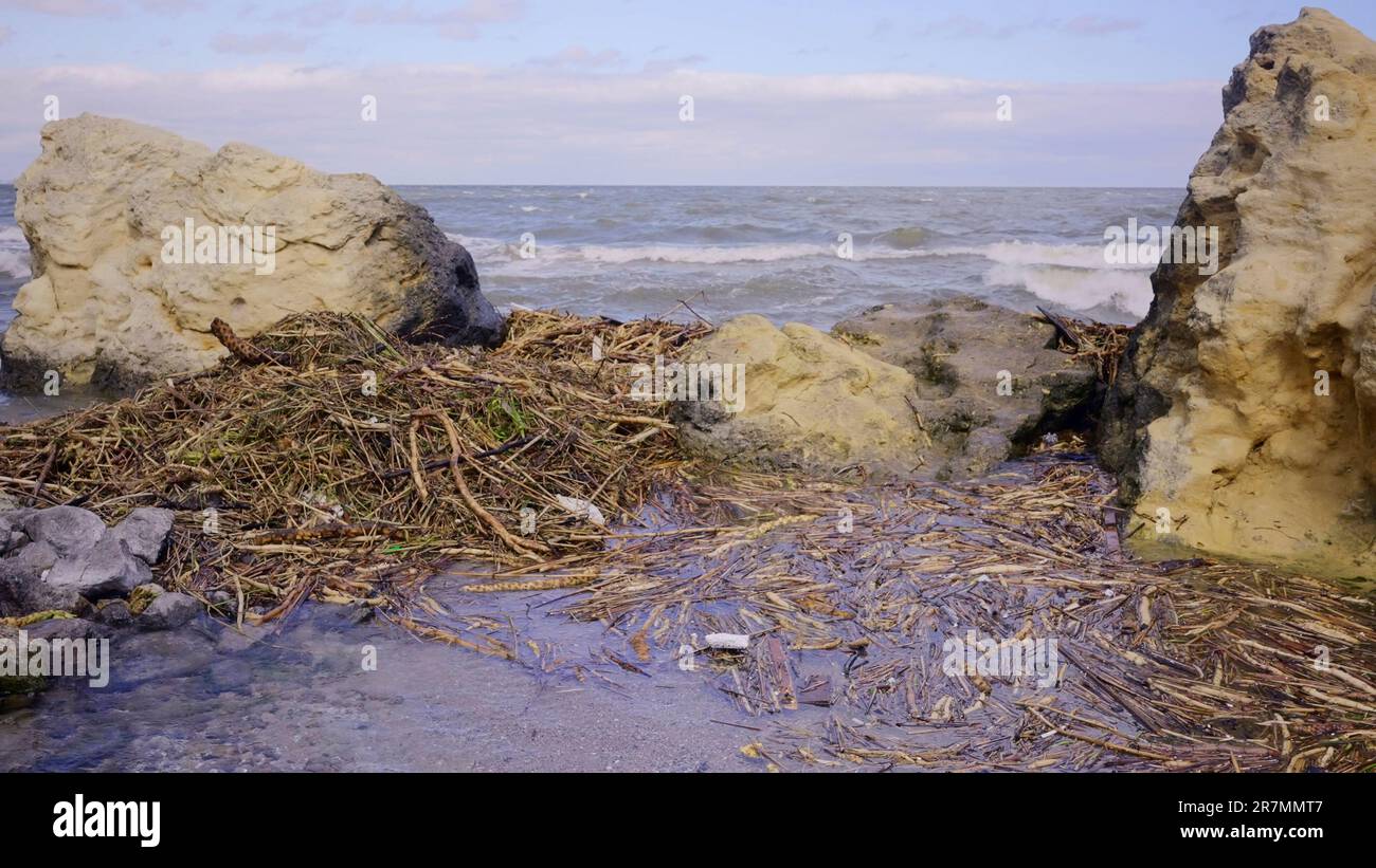 Des débris flottants ont atteint les plages de la mer Noire à Odessa, en Ukraine. Catastrophe environnementale causée par l'explosion de la centrale hydroélectrique de Kakhovka Banque D'Images