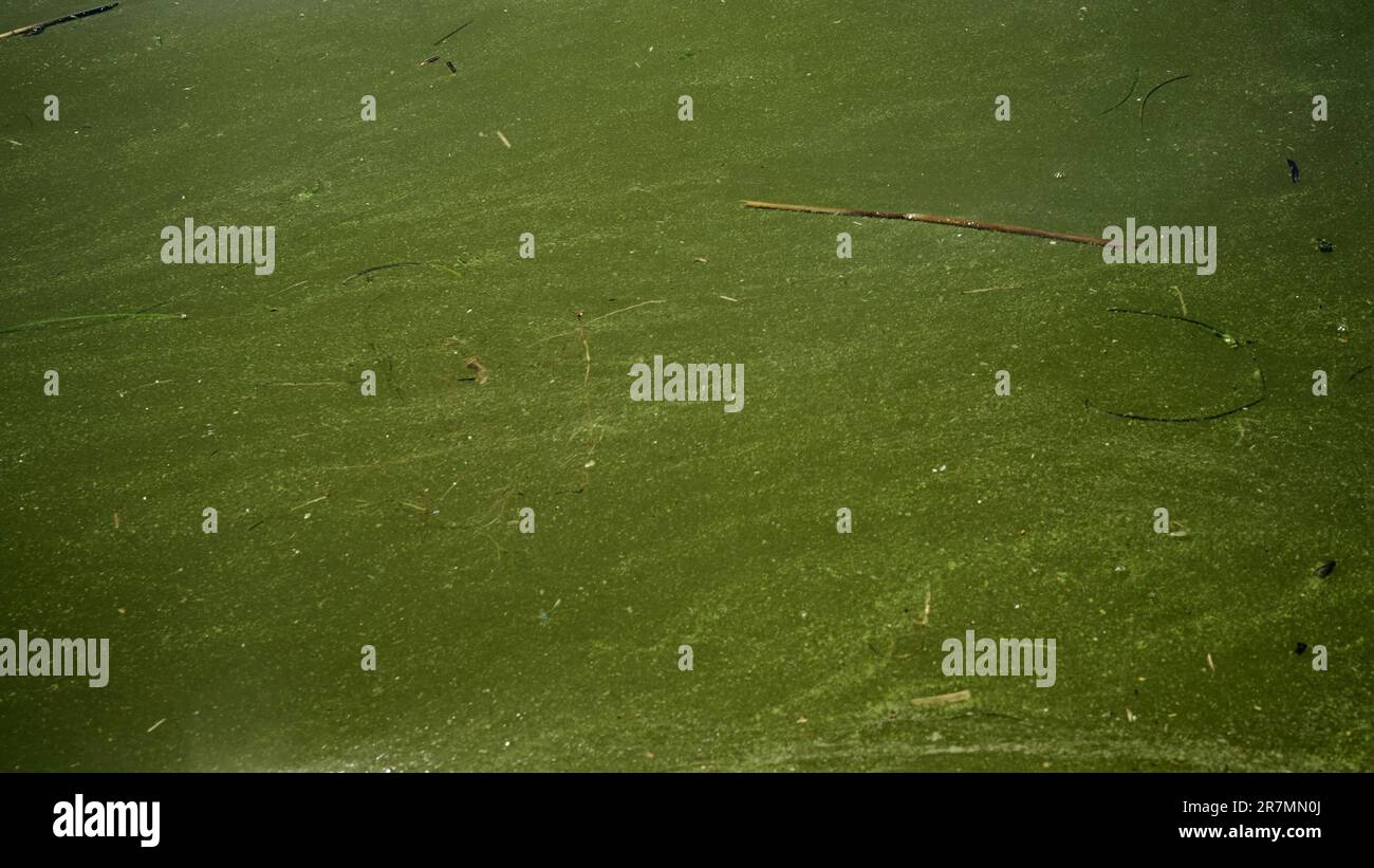 Dans la mer Noire, les algues bleu-vert fleurissent, l'eau d'Odessa est devenue douce et verte. Catastrophe environnementale causée par l'explosion de Kakhovka Hy Banque D'Images