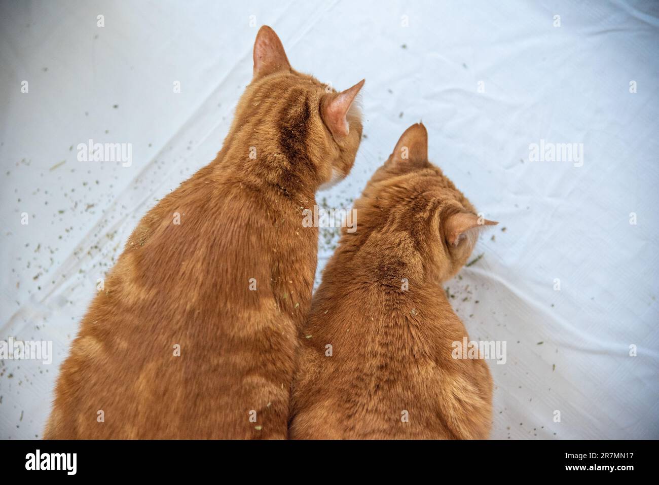 Deux frères frères frères frères chats gingembre mangeant de l'herbe à chat sur fond blanc, derrière leurs têtes. Banque D'Images