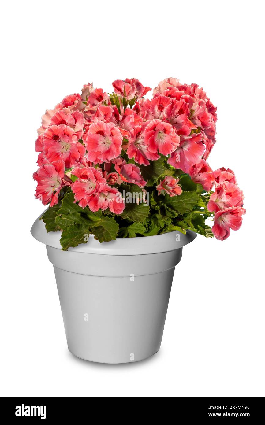 Plante à fleurs de pélargonium royal (Geranium impérial) avec fleurs de scarlet en pot blanc isolée sur blanc avec chemin de coupure Banque D'Images