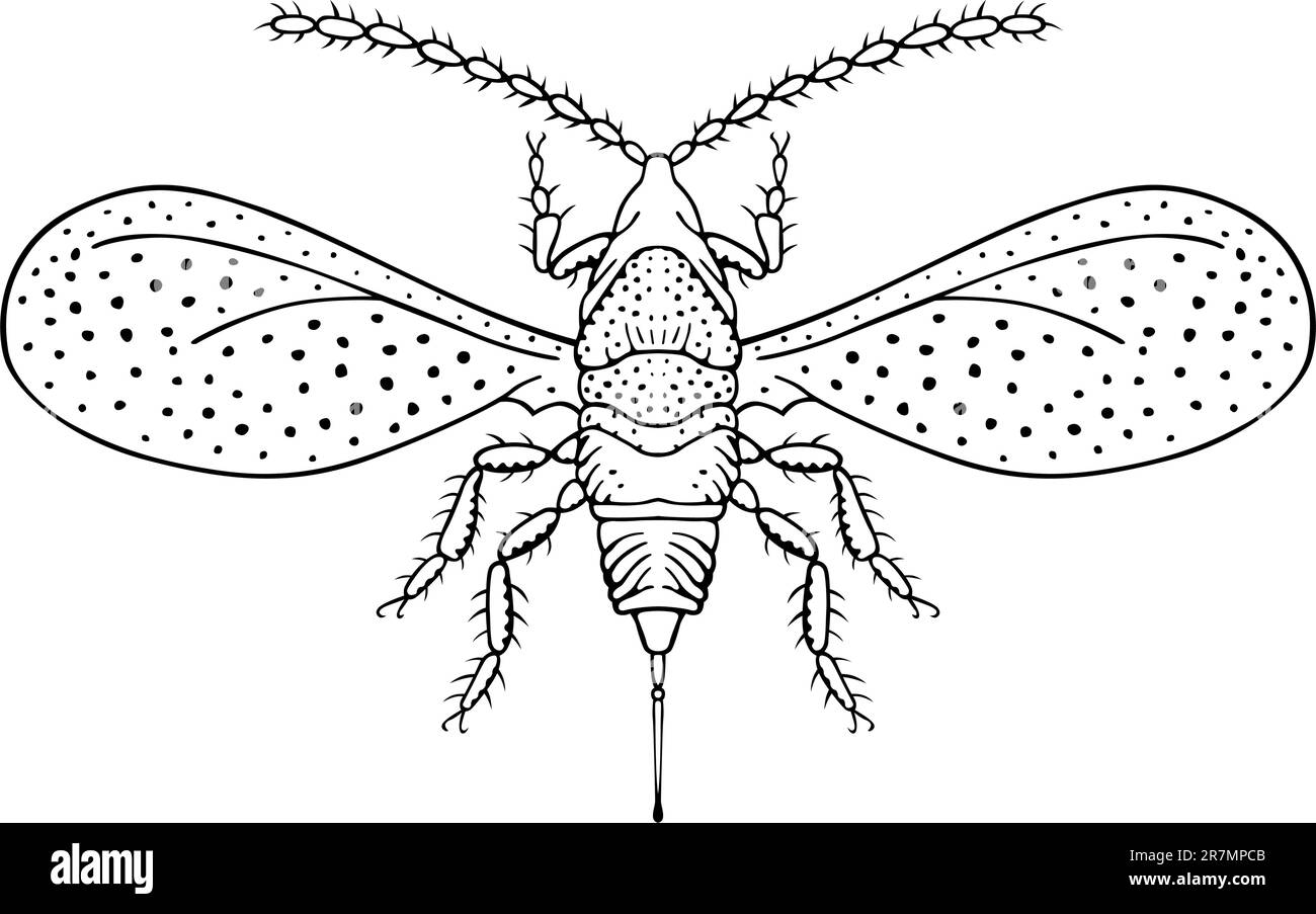 Écaillage de moules de pomme isolé sur blanc Illustration de Vecteur