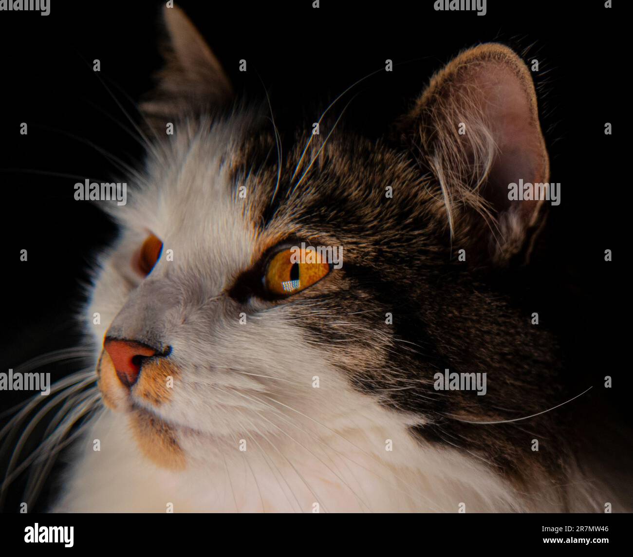 Superbe chat noir, blanc et tortise couleur coquille sur fond noir avec des regards de visage moody. Yeux orange vif, moustaches, visage et oreilles moelleux. Banque D'Images