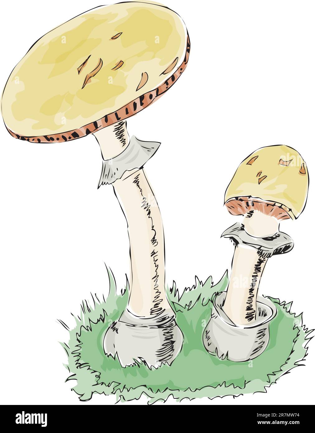 Coupe de la mort, dessin vectoriel d'une série de champignons comestibles et non comestibles. Format EPS. Illustration de Vecteur