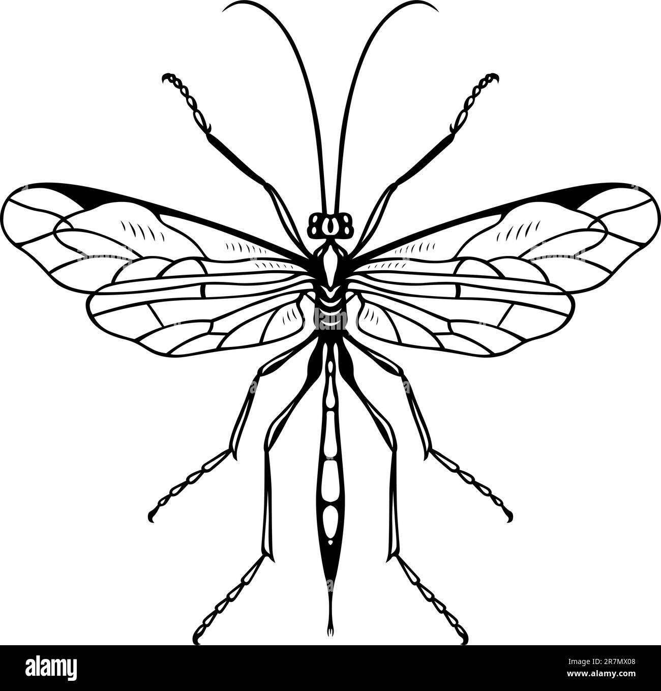 Insecte isolé sur blanc Illustration de Vecteur