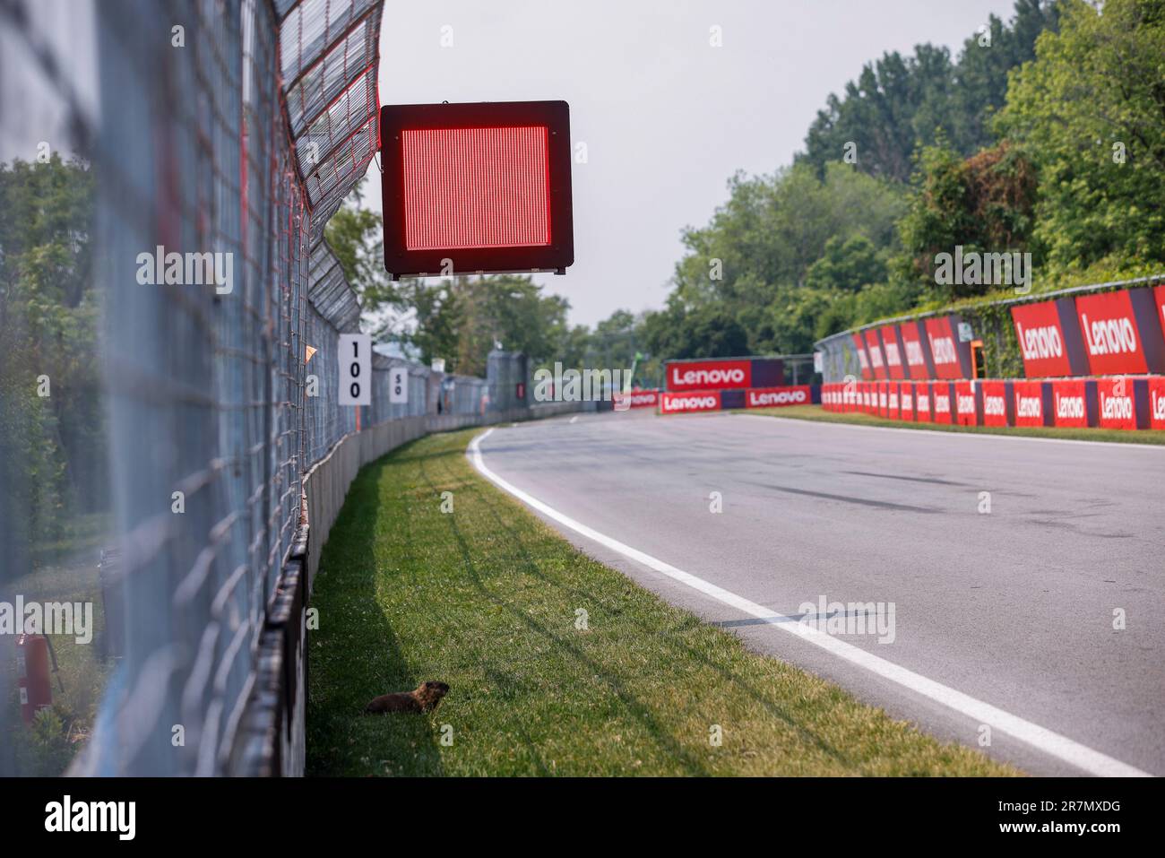 Drapeau rouge, drapeau rouge et marmotte pendant le Grand Prix Pirelli de Formule 1 du Canada. , . Championnat du monde de Formule un de 16 juin à 18, 2023 sur le circuit Gilles Villeneuve, à Montréal, Canada - photo Xavi Bonilla/DPPI crédit: DPPI Media/Alamy Live News Banque D'Images